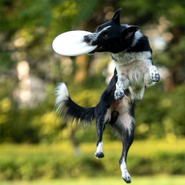 Plastic Dog Flying Disc Item No#30675 - Image 4